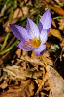 DSC00700