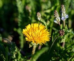 DSC03993